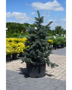 Picea, Colorado Spruce 'Baby Blue'