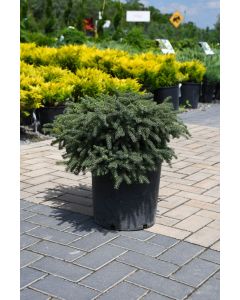 Picea, Black Spruce 'Blue Nest'