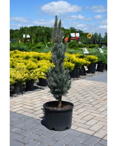 Picea, Colorado Spruce 'Blue Totem'