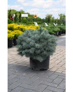 Picea, Colorado Spruce 'Christina Blue'