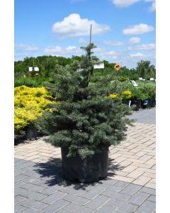 Picea, Colorado Spruce
