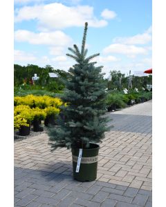 Picea, Colorado Spruce 'Fat Albert Blue'