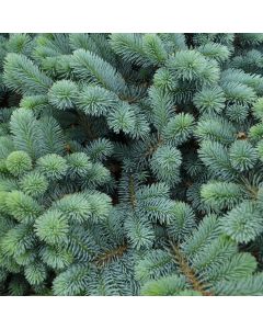 Picea, Colorado Spruce 'Globe Blue'