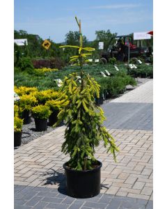 Picea, Norway Spruce 'Gold Drift'