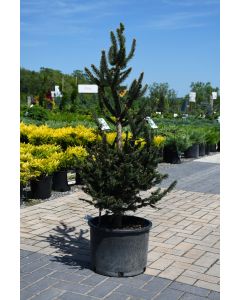 Picea, Norway Spruce 'Hillside Upright'