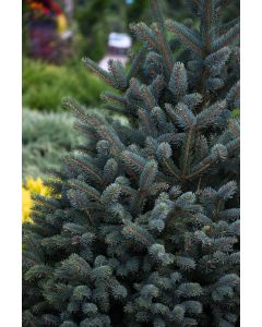 Picea, Meyers Spruce (Large Sizes)