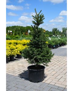 Picea, White Spruce 'North Star'