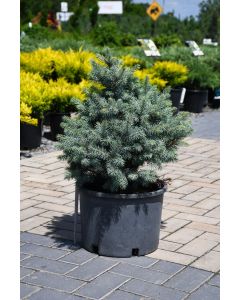 Picea, Colorado Spruce 'Sester's Dwarf Blue'