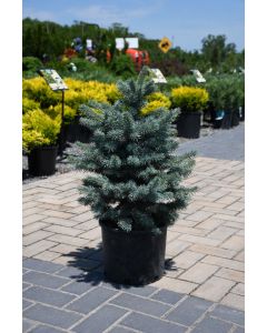Picea, Colorado Spruce 'Zafiro Blue'