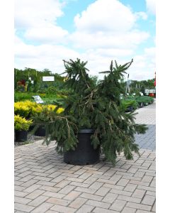 Picea, Norway Spruce 'Acrocona' (Large Sizes)