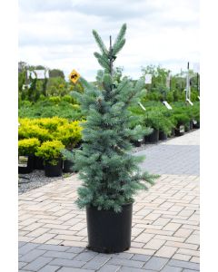 Picea, Colorado Spruce 'Baby Blue'