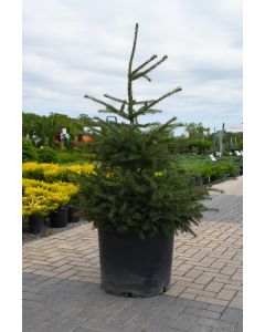 Picea, White Spruce 'Black Hills' (Large Sizes)