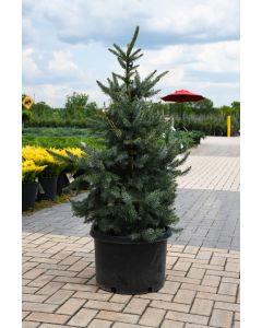 Picea, Serbian Spruce 'Bruns'