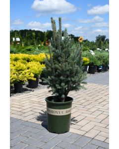 Picea, Colorado Blue Spruce 'Columnar'