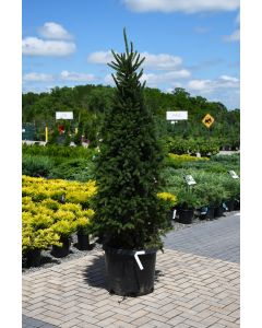 Picea, Norway Spruce 'Cupressina' (Large Sizes)
