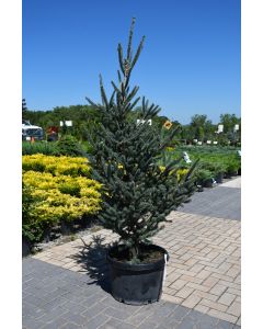Picea, Oriental Spruce 'Deer Run'
