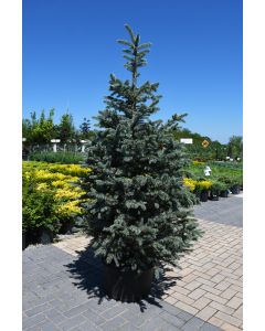 Picea, Colorado Blue Spruce 'Fat Albert' (Large Sizes)