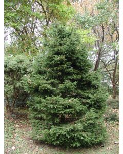 Picea, Norway Spruce 'Gregoryana Parsonii'