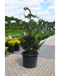 Picea, Norway Spruce 'Hillside Upright' (Large Sizes)