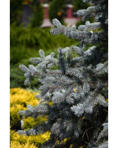 Picea, Colorado Spruce 'Hoopsii Blue'