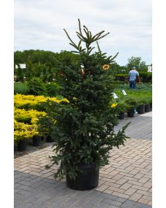 Picea, Tigertail Spruce 'Howell’s Dwarf'