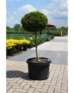 Picea, Norway Spruce 'Little Gem' (Tree Form)