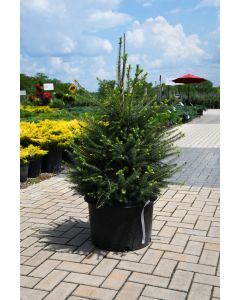 Picea, Norway Spruce