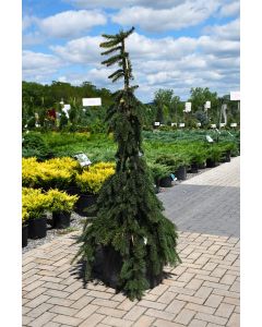 Picea, Norway Spruce 'Weeping' (Large Sizes)