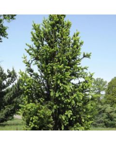 Picea, Black Spruce 'Wellspire' (Large Sizes)