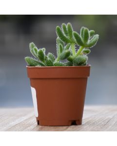 Delosperma Echinatum 'Pickle Plant