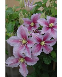 Clematis, 'Piilu™'