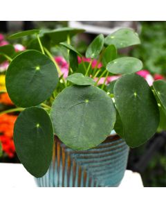 Pilea Peperomioides 'Chinese Money Plant' Gerten Grown