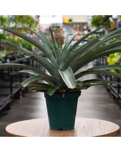 Ananas Comosus, Pineapple Plant
