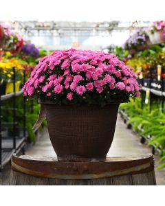 13"" Pot