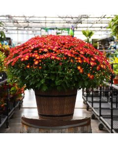 16"" Pot