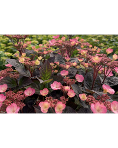 Hydrangea, Mountain 'Pink Dynamo™'