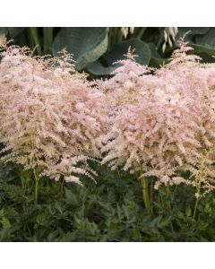 Astilbe, Dwarf Astilbe 'Pink Lightning'