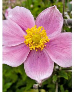 Anemone, Japanese Anemone 'Pink Saucer™'