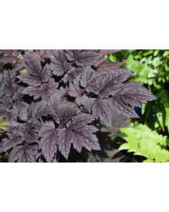 Cimicifuga, Snakeroot 'Pink Spike'