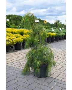 Pinus, Eastern White Pine 'Angel Falls'