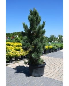 Pinus, Swiss Stone Pine 'Chalet'