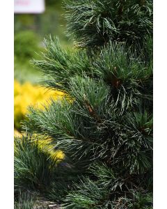 Pinus, Swiss Stone Pine 'Chalet'