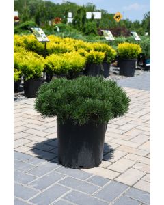 Pinus, Mountain Pine 'Dwarf'