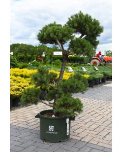 Pinus, Scotch Pine 'French Blue Hindu Pan'