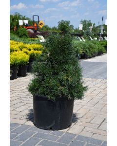 Pinus, Scotch Pine 'Green Penguin'