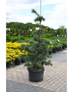Pinus, Japanese White Pine 'Glauca'