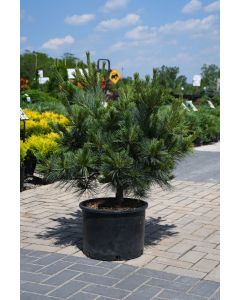 Pinus, Eastern White Pine 'Macopin'