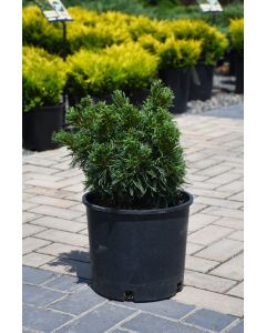 Pinus, Eastern White Pine 'Mini Twists'