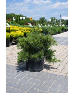 Pinus, Eastern White Pine 'Niagara Falls'
