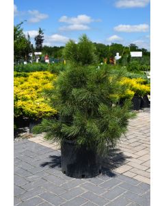 Pinus, Norway Pine 'Red Pine'